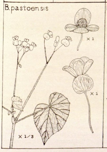 B. pastoensis var. pastoensis